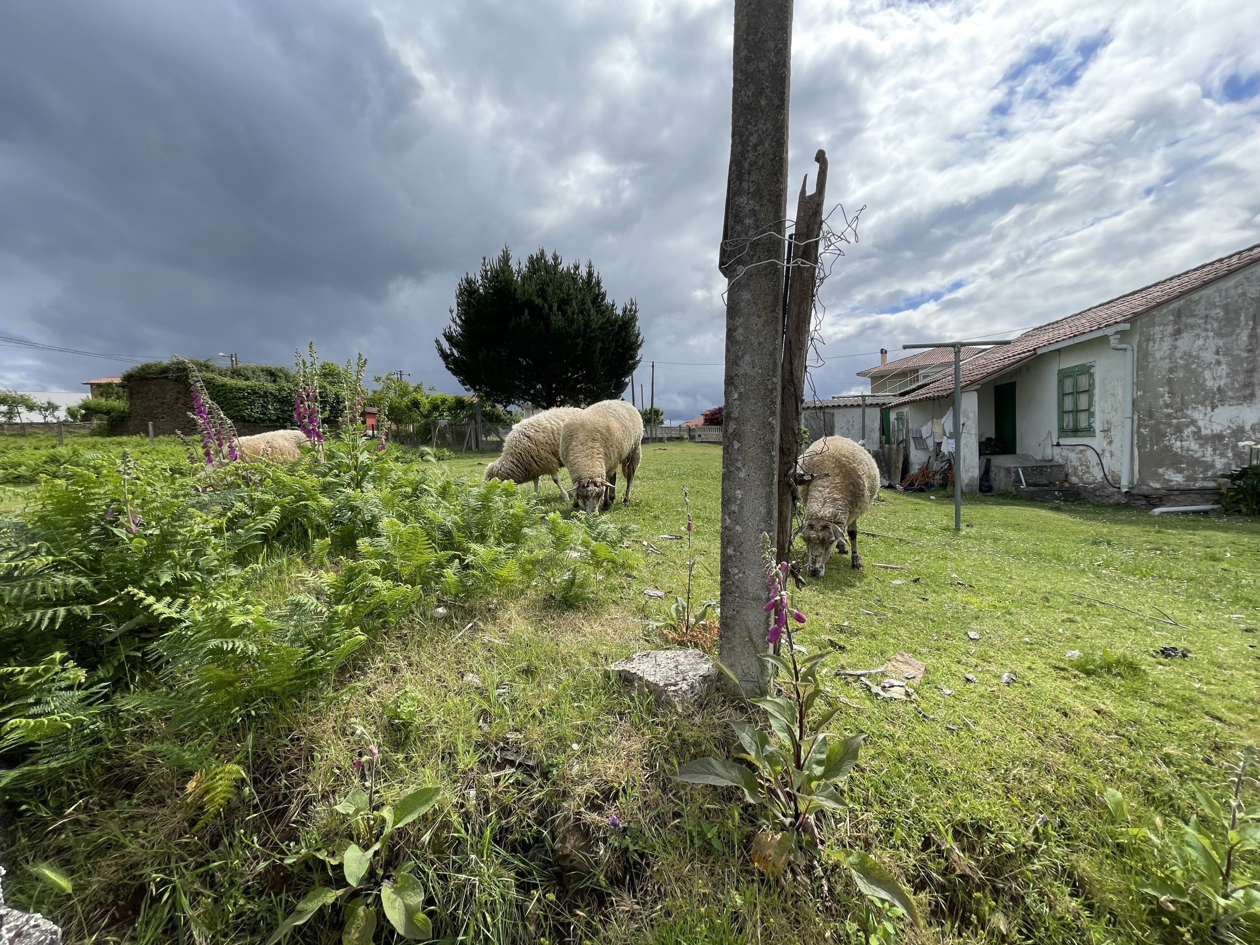 Casa con pecore a O Pedrouzo