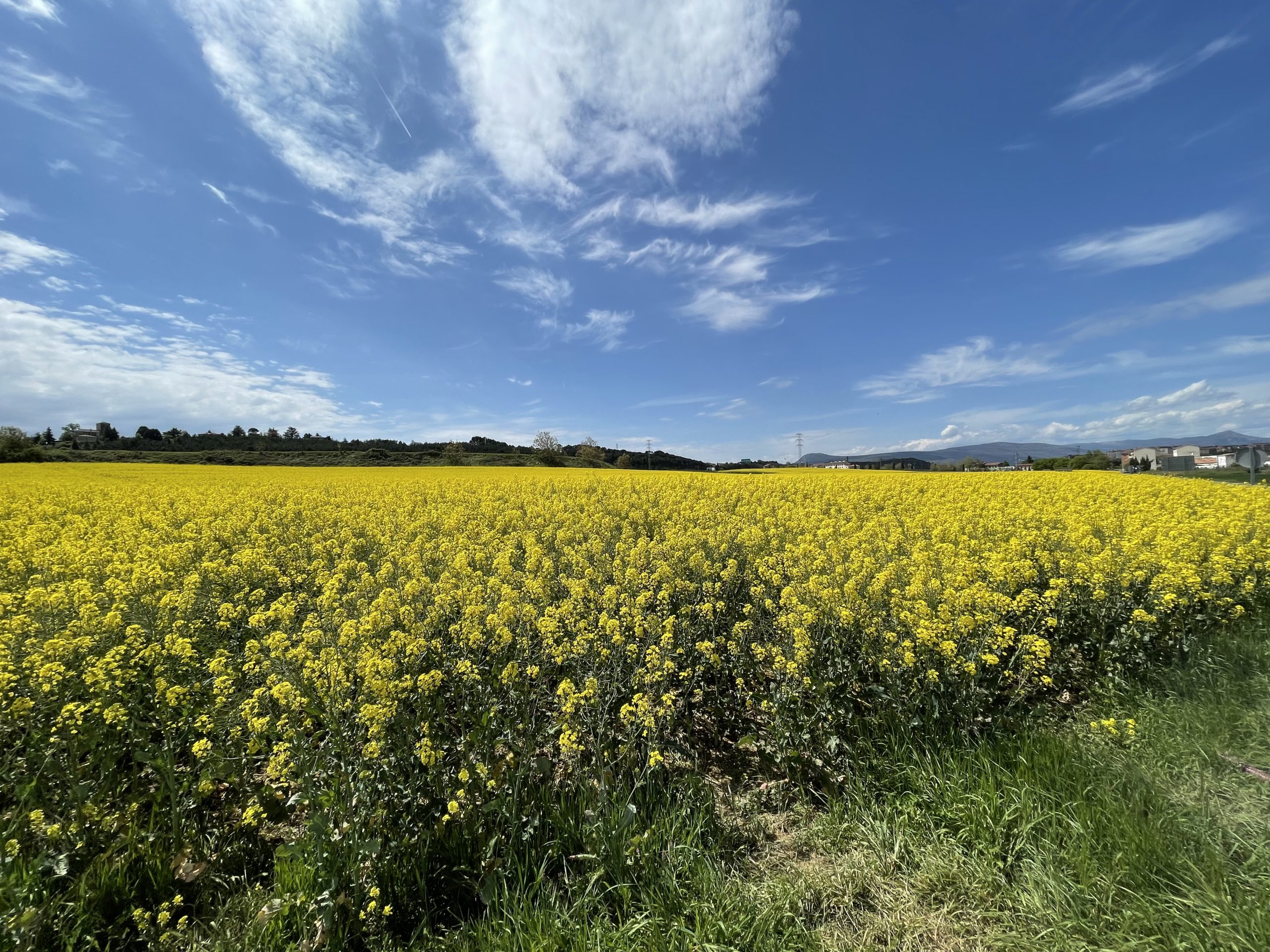 Un campo di colza appena fuori Pamplona