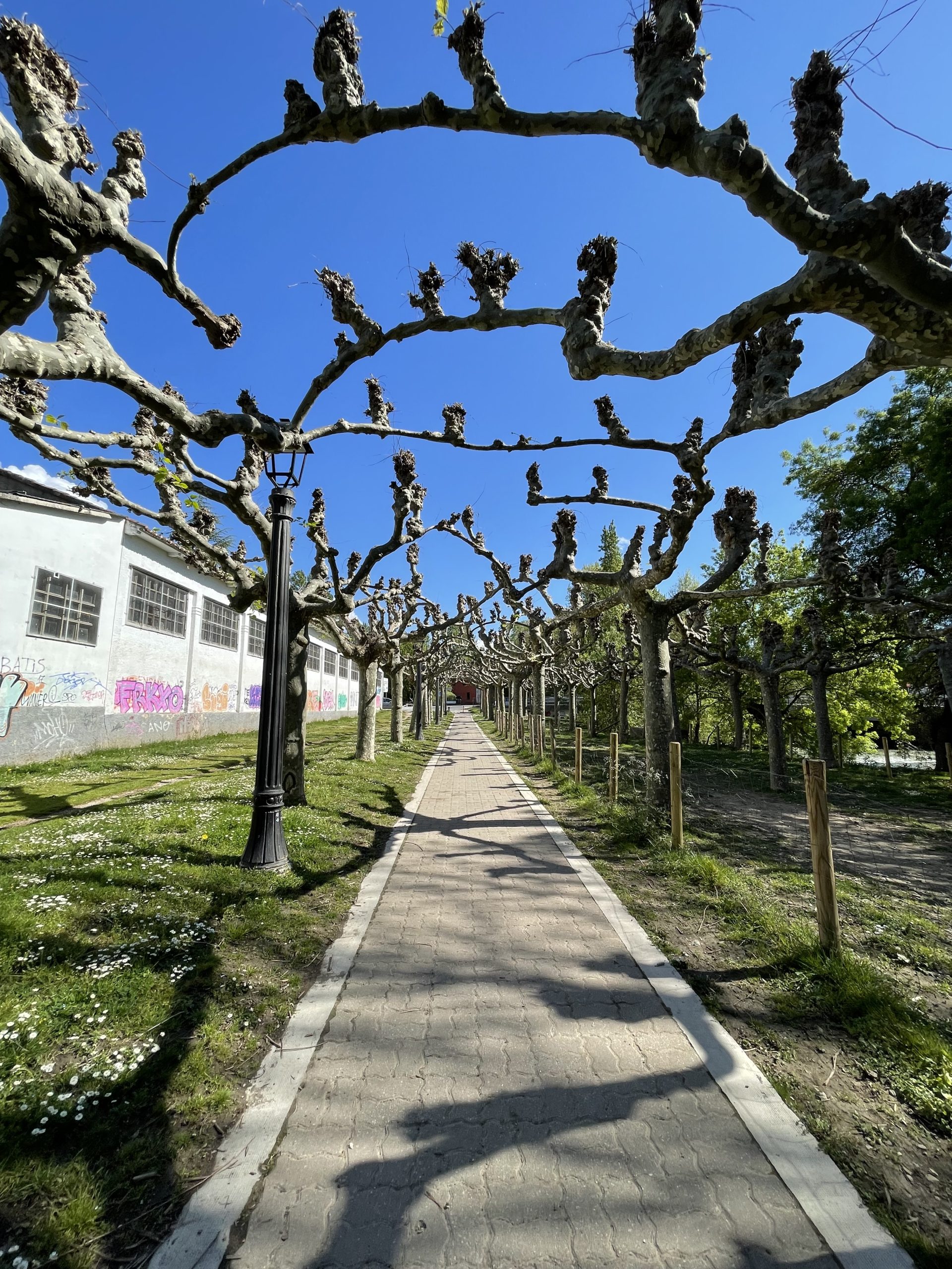 Ci sono diversi viali di Pamplona con questa soluzione di fondere i rami di più alberi per creare una copertura. Non l’avevo mai visto fare