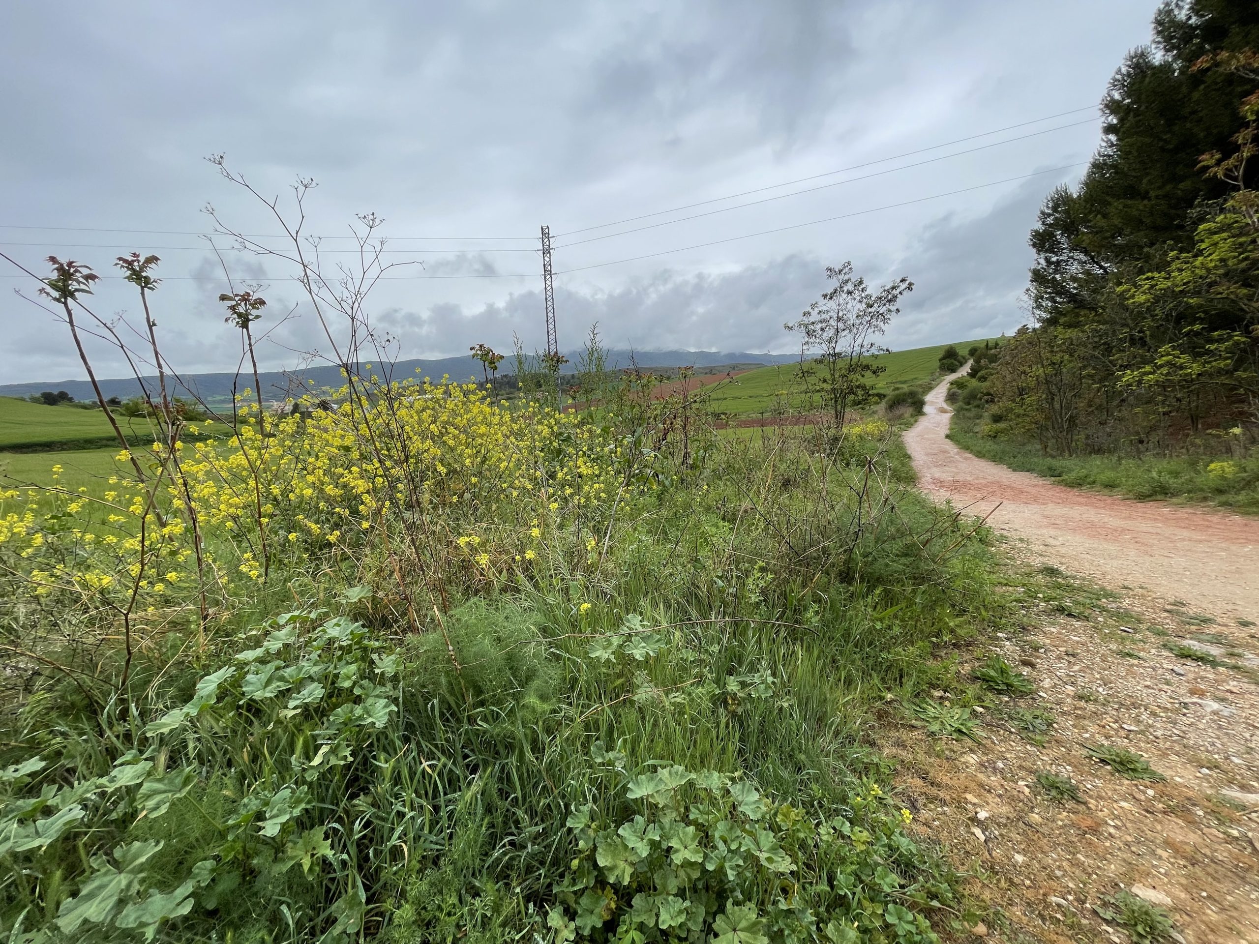 Nel mezzo del Camino