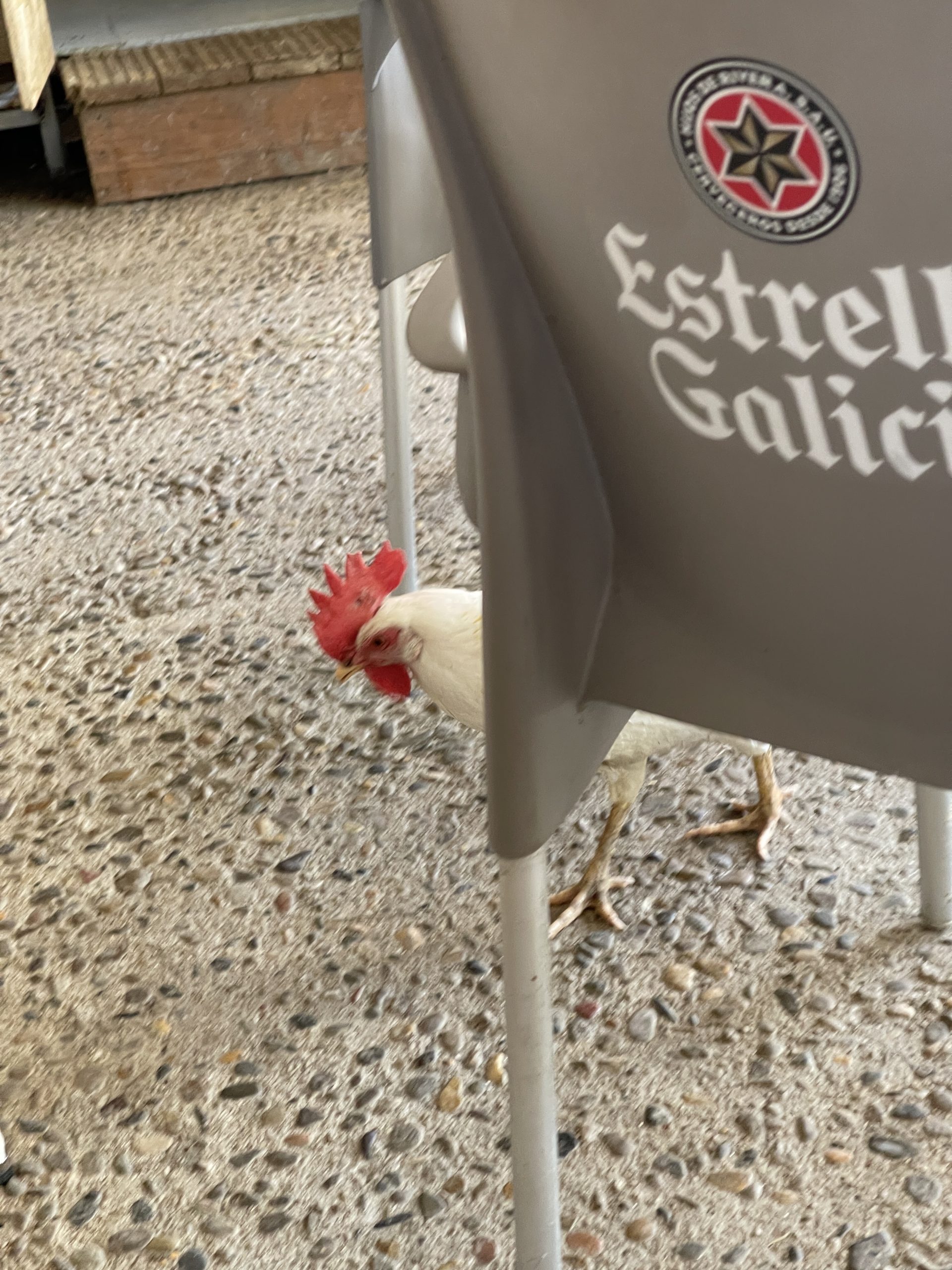 Una gallina che mangia i resti di cibo tra le gambe dei tavoli di un bar.
