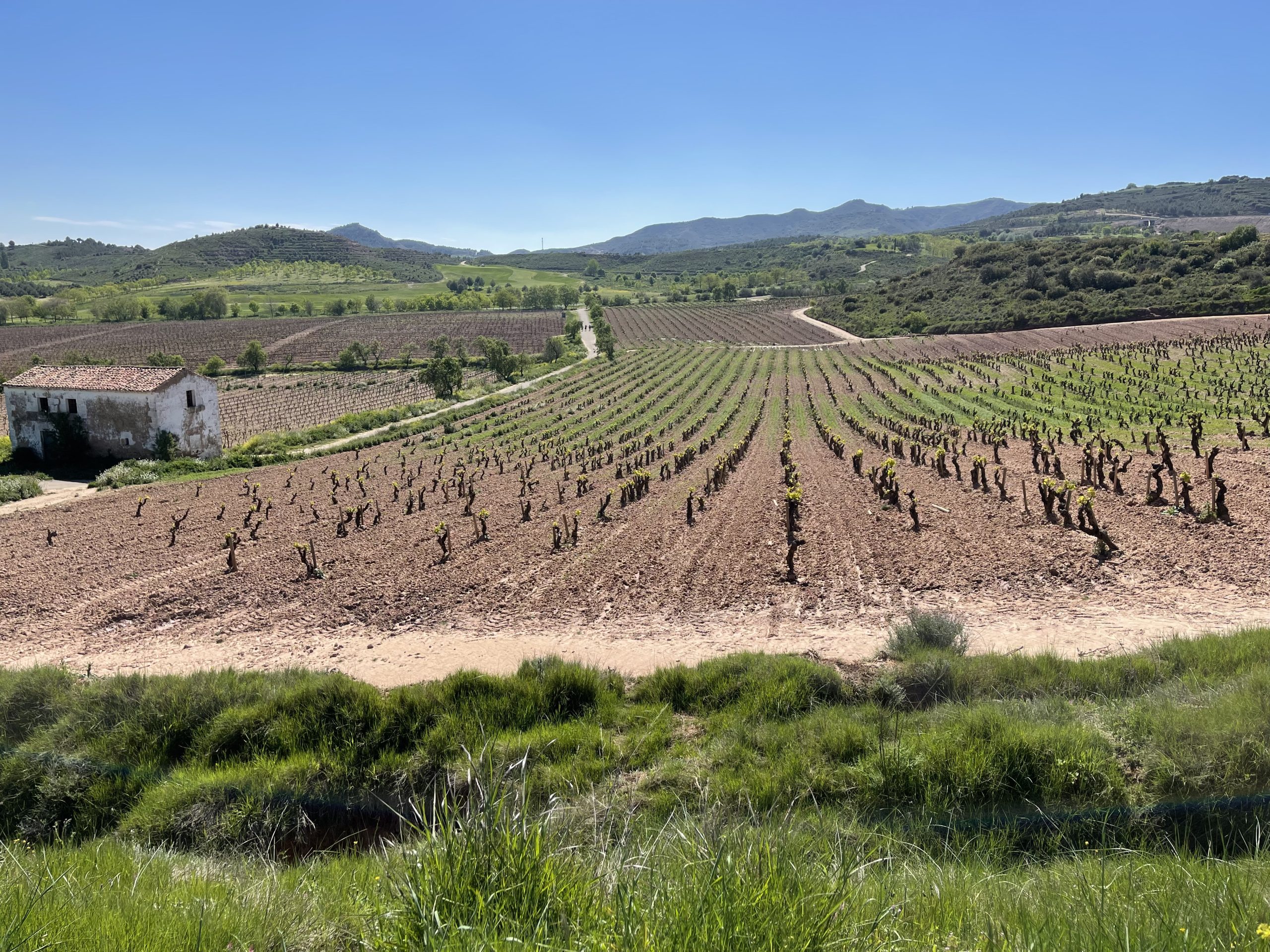 In Rioja ci sono un sacco di queste vuoto senza supporto. Mi piacerebbe vederle in autunno per capire dove vanno a finire i grappoli